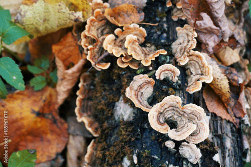 Parasite mushroom on a tree trunk close up on an autumn background.