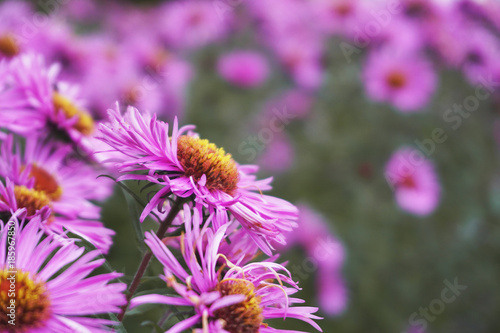 Many pink chrysanthemum flowers  selective focus  close-up.