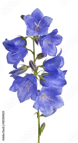 eight blue bellflower blooms on green stem