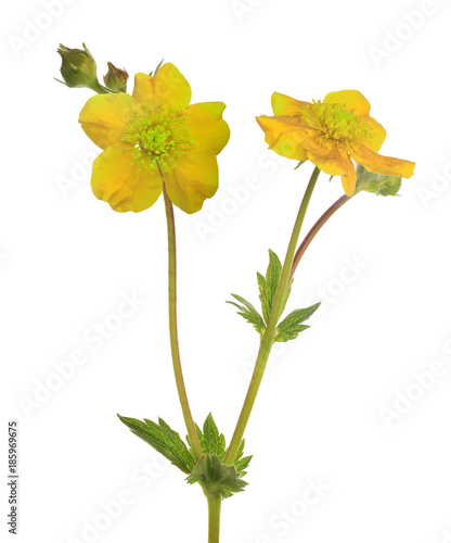 flower with gold blooms and green buds