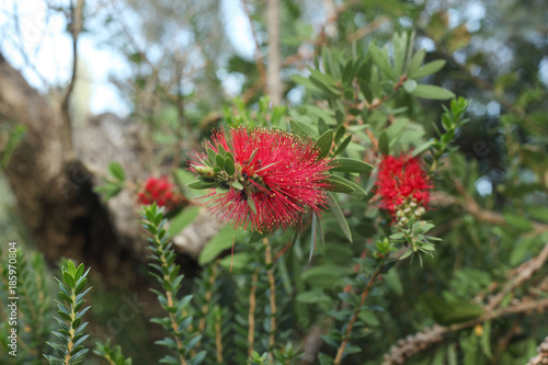 Red mimosa pudica