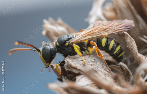 Macro photo of an adult weevil wasp, Cerceris resting on dry plant photo