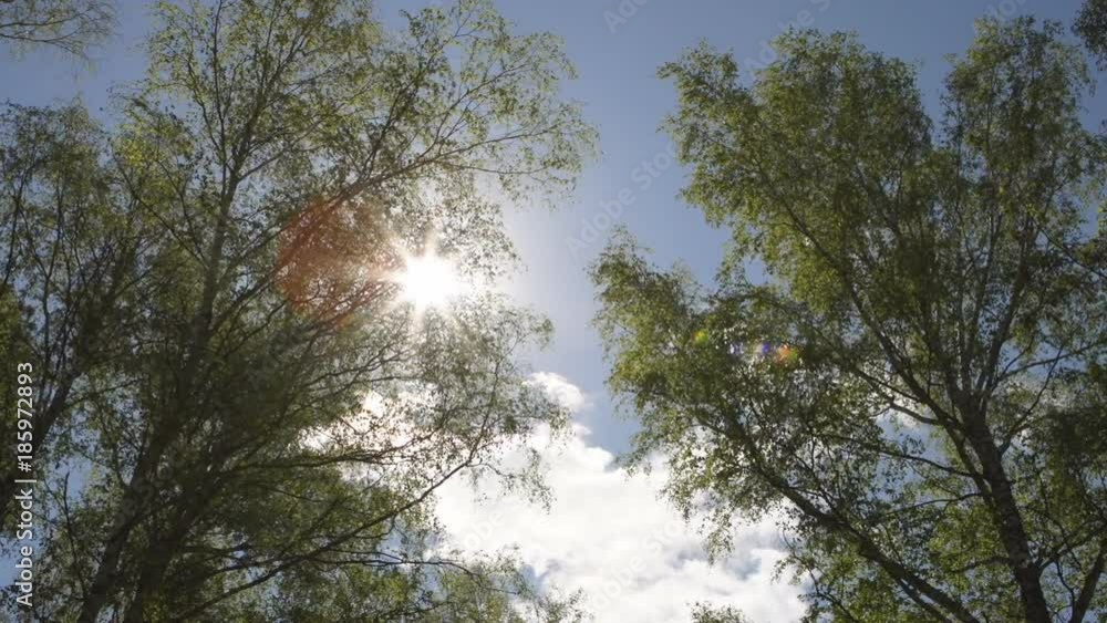 Sunny morning in forest