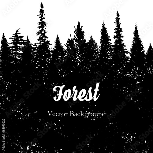 vector landscape with fir trees Fototapet