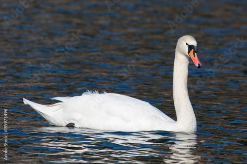 Schwan     Cygnus olor  