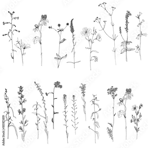 Set of ink drawing herbs and flowers © cat_arch_angel