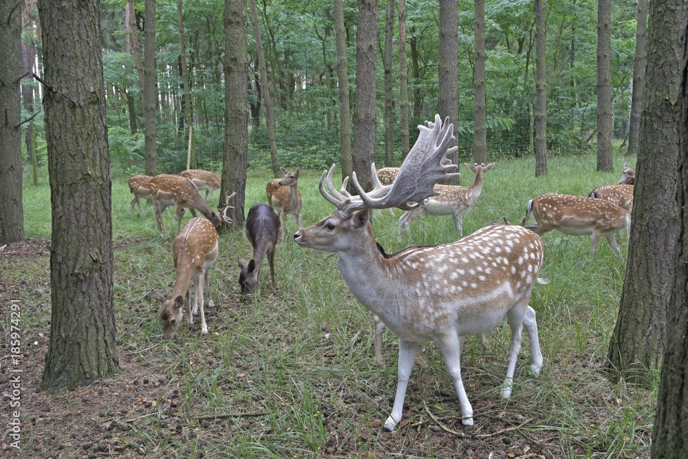 im Wald ein hirsch mit seinem Rudel im Wald ein hirsch mit seinem Rudel