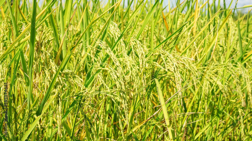 Close up of an ear rice plant in Thailand. Close up of an ear rice plant in Thailand.