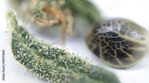 Bilde på lerret Hemp marijuana seed macro view with buds and trichomes