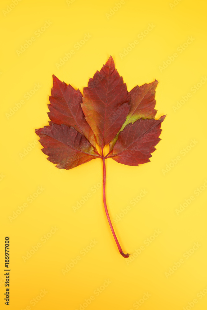 Red maple leaf Red maple leaf