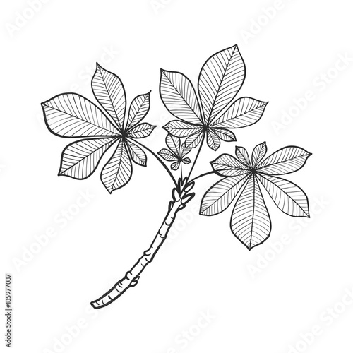 vector twig with leaves