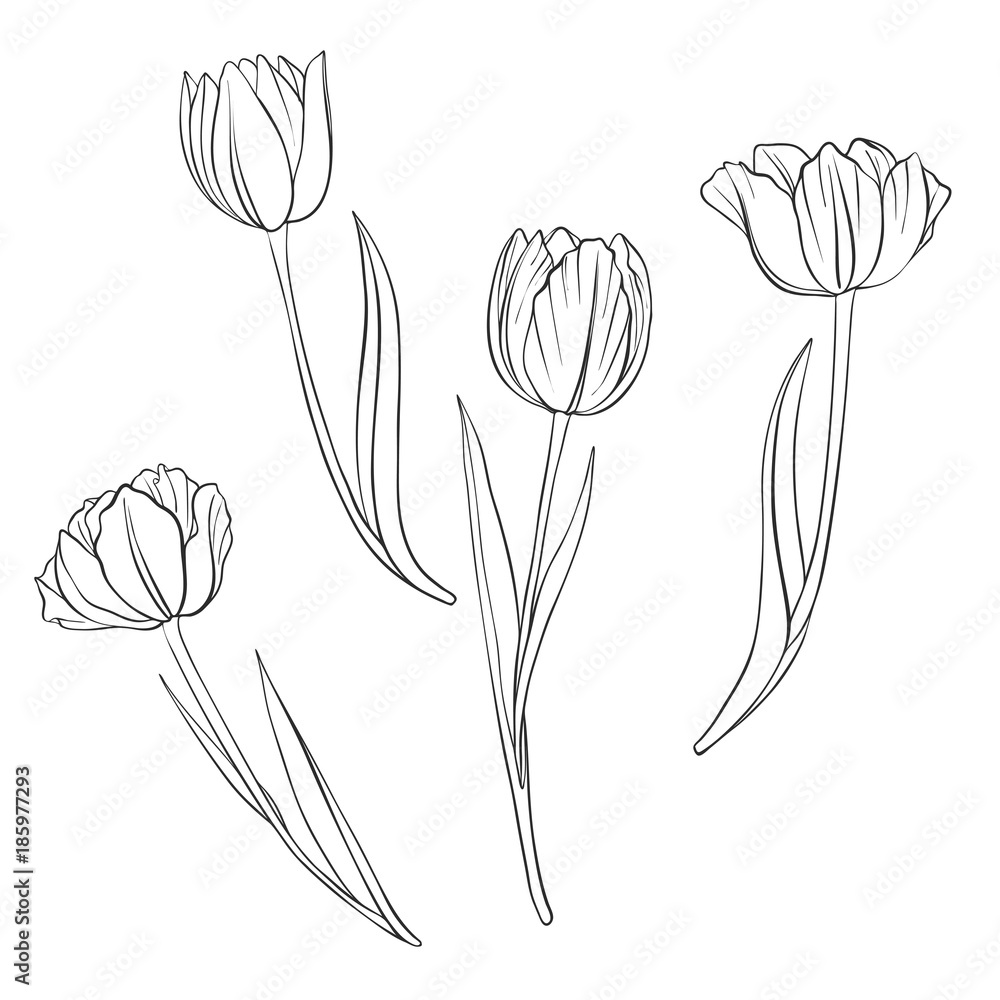 Fototapeta vector drawing flowers