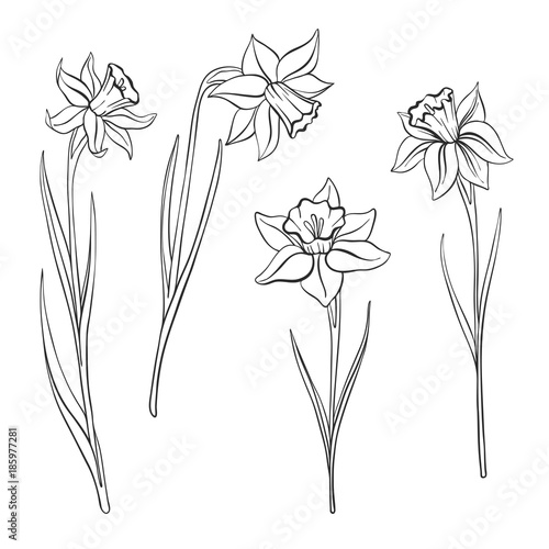 Photo vector drawing flowers