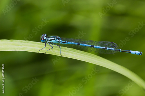 Common blue damselfly or Northern bluet on grass
