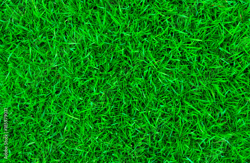 Design background., green grass natural background texture