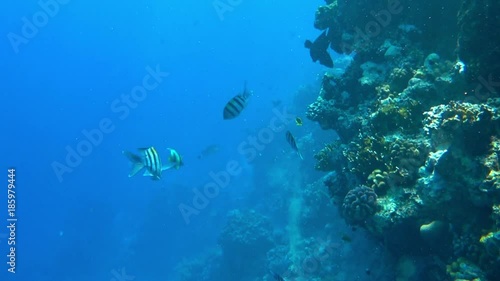 Wallpaper Mural fish and corals Torontodigital.ca