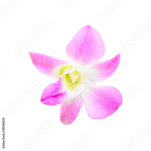 Beautiful orchid flower isolate on white background