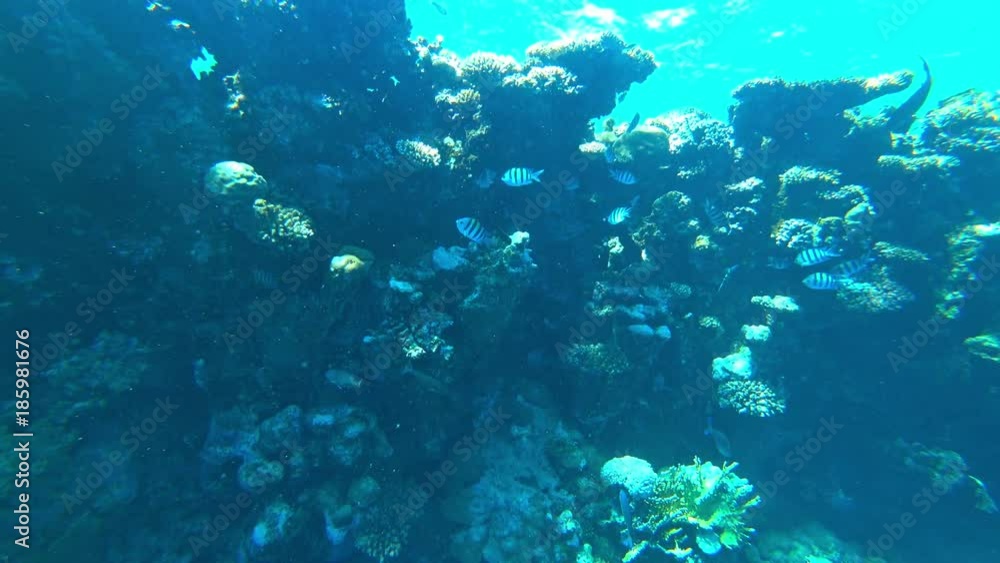 fish sergeant and coral fish sergeant and coral