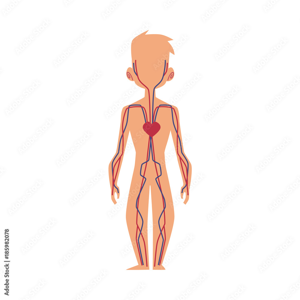 Anatomy chart of human cardiovascular, blood circulatory system, male body,  cartoon vector illustration isolated on white background. Human blood system,  anatomy chart for kids with male body Stock Vector | Adobe Stock