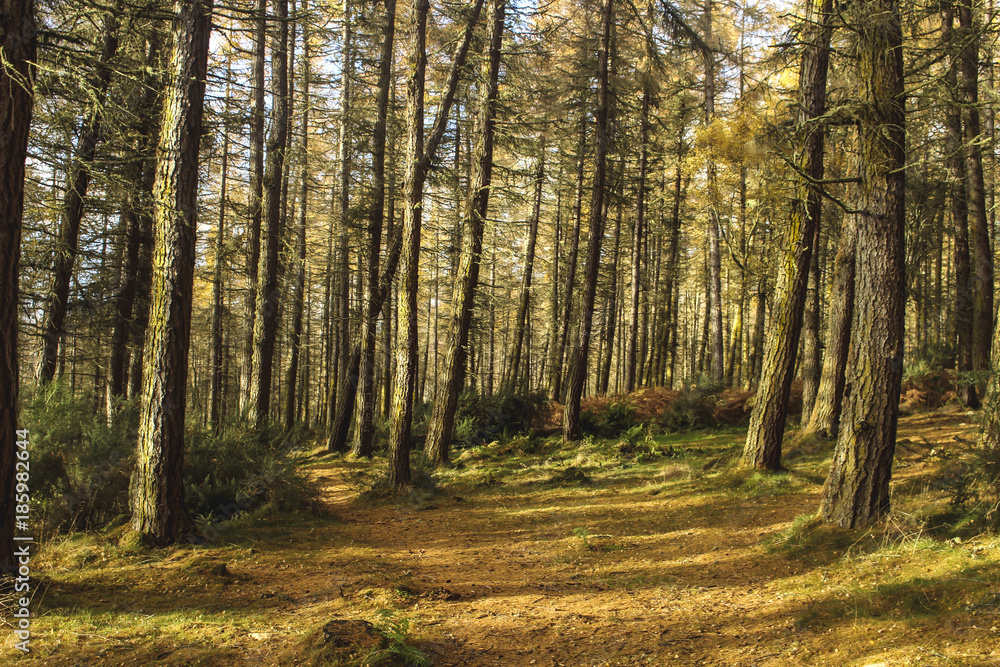 Fototapeta premium Forest