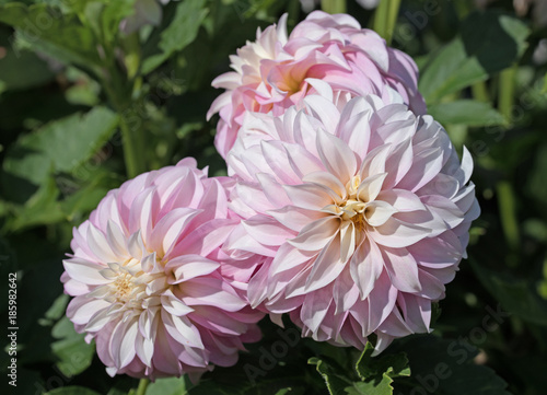 Fototapeta Naklejka Na Ścianę i Meble -  Dahlien, Dahlias