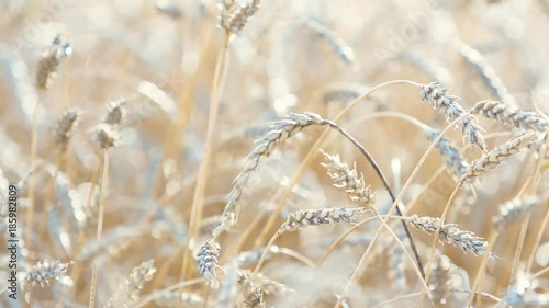 Whead field Slow Motion