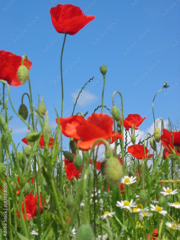 Obraz premium Ostsee Mohnfelder Rügen