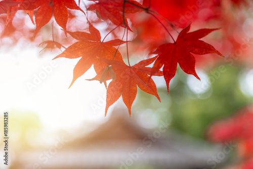Red Maple Leaf in Japan Autumn Season Nature Background.