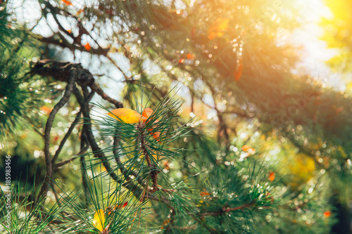 Japan wood forest pine tree in Autumn Fall seson with morning light sunshine photo