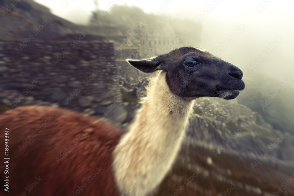 Fototapeta premium Llama in the ancient city of Machu Picchu, Peru.