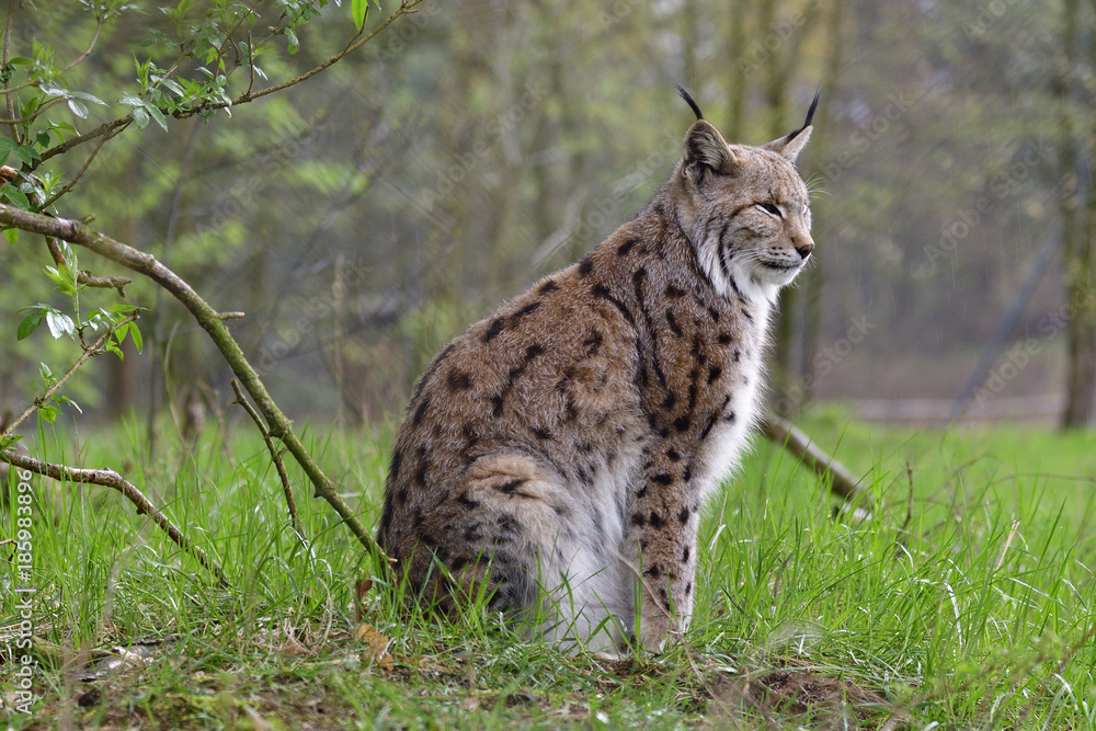 Fototapeta premium Eurasischer Luchs im Regen