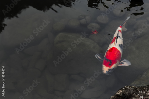 Japanese Koi Colorful Fish Carp in Pond with Space for text.