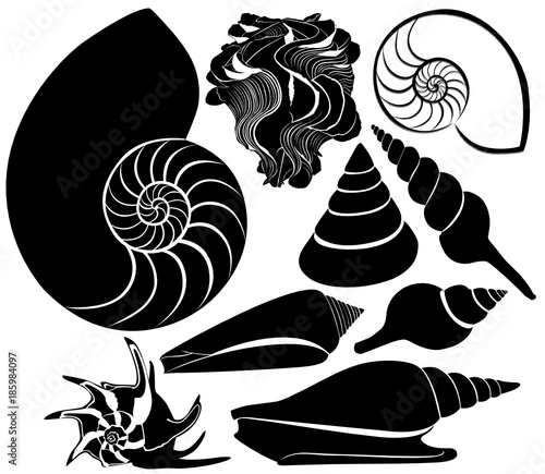  sea shell vector silhouette