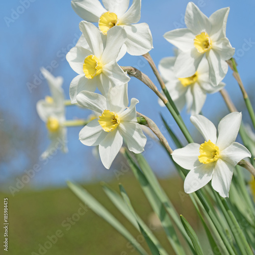 Fototapeta Naklejka Na Ścianę i Meble -  Weiße Narzissen, Narcissus, Frühling