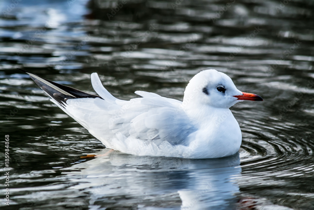 Sea gull closeup drifting swimming on water in lake with reflection on blue sky background Sea gull closeup drifting swimming on water in lake with reflection on blue sky background