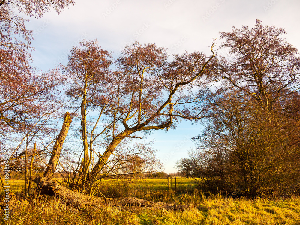 Fototapeta premium beautiful autumn bare trees towering up bark trunks branches
