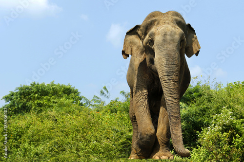 Photography elephant walking in national park