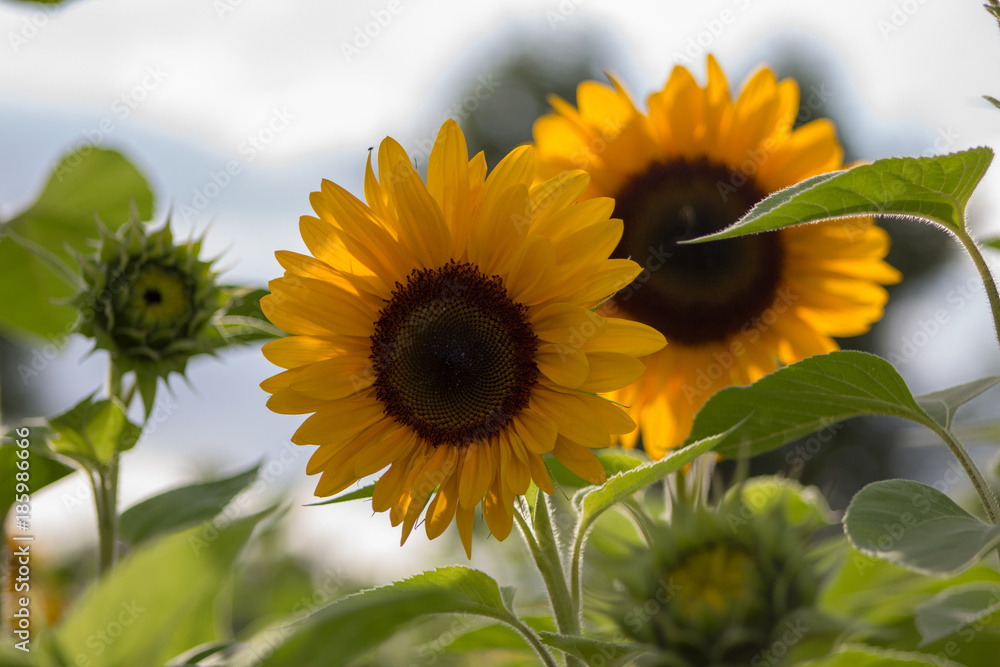 Obraz premium Sunflower