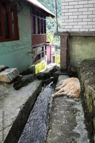 Yellow Street Dog Sleeping by a Water Canal in Tosh, India