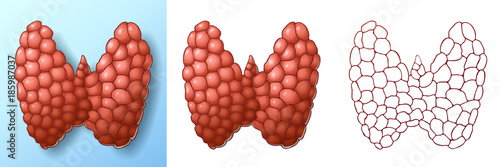 Healthy thyroid gland color and contour