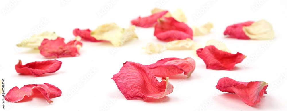 Fototapeta premium Rose petals