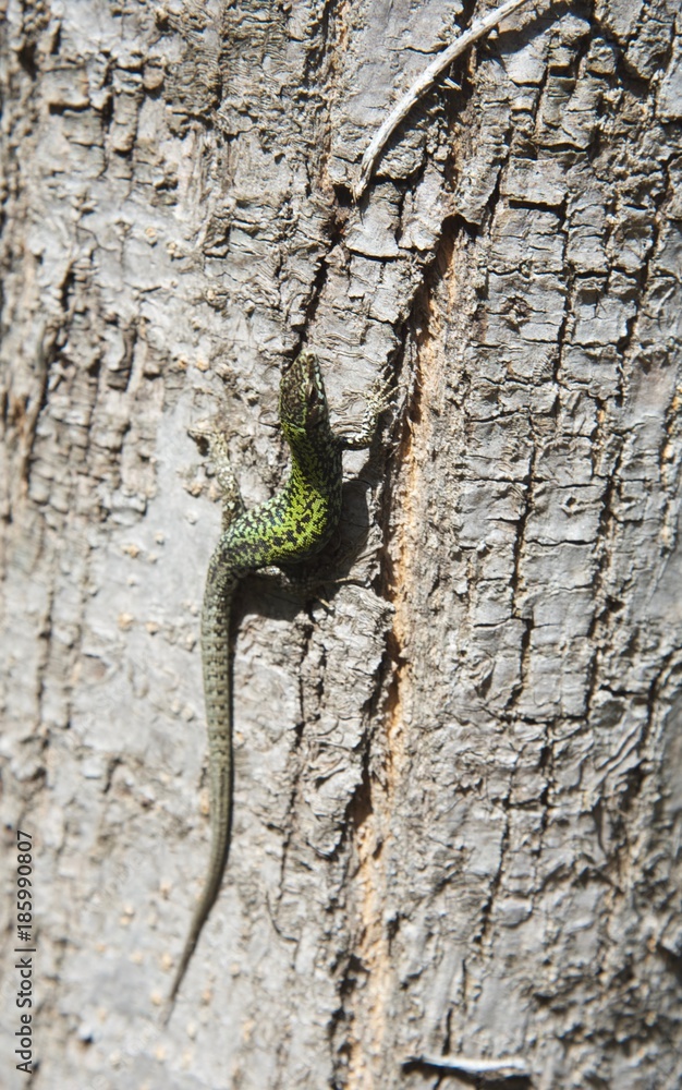 Fototapeta premium Lizard on tree 9th
