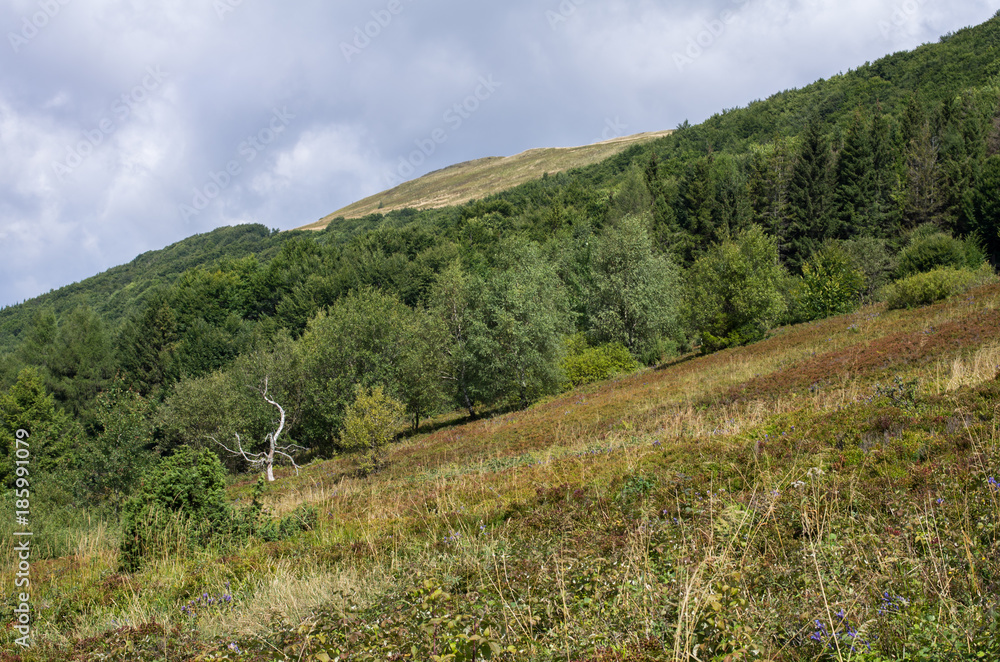 Bieszczady National Park. Carpathian mountains landscape