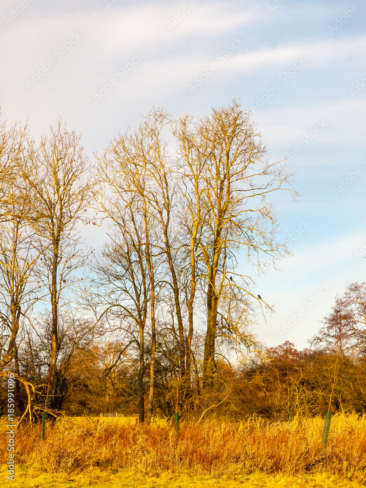 Fototapeta premium country day landscape field trees grass autumn winter