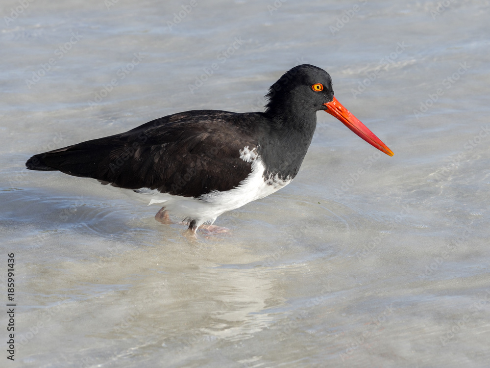 American oystercatcher, Haematopus palliatus, fish in crustacean sand, Santa Cruz, Galapagos, Ecuador. American oystercatcher, Haematopus palliatus, fish in crustacean sand, Santa Cruz, Galapagos, Ecuador.