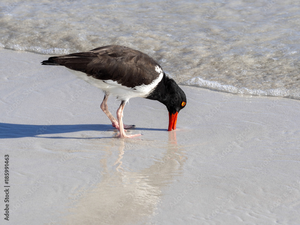 American oystercatcher, Haematopus palliatus, fish in crustacean sand, Santa Cruz, Galapagos, Ecuador.