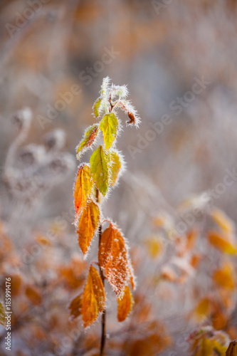 Frozen bush leaves at cold autumn day