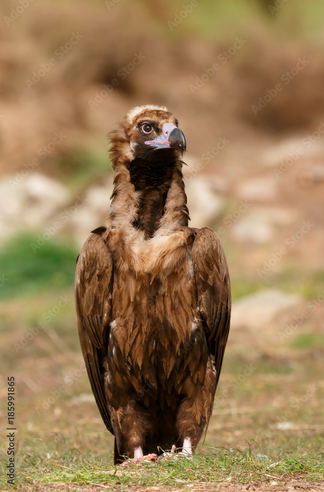 Fototapeta premium The majestic black vulture