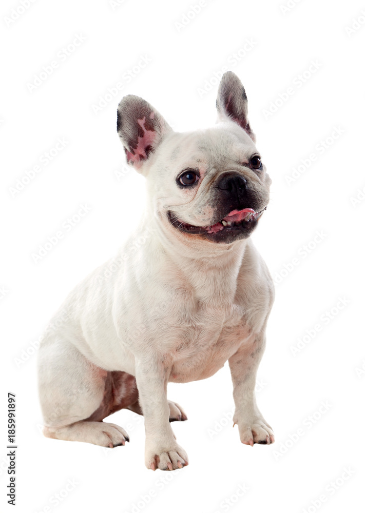 Portrait in Studio of a cute bulldog