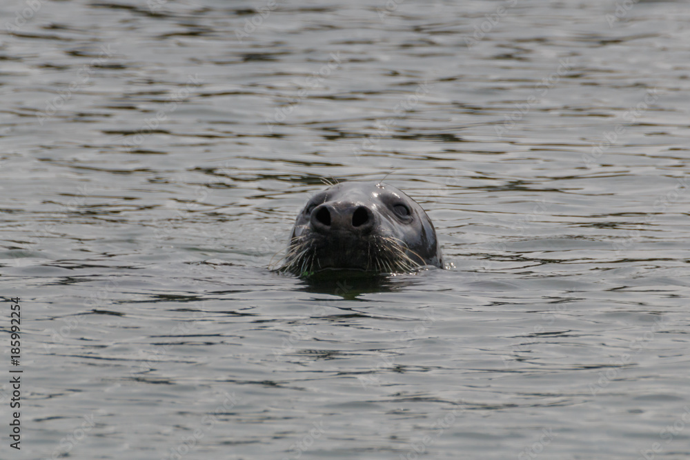 Fototapeta premium Seals Germany Helgoland Northsea